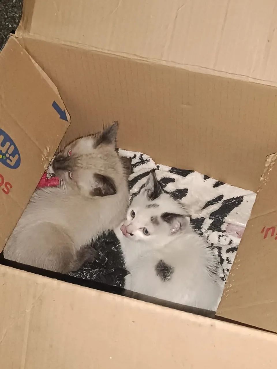Doação de Gatos 