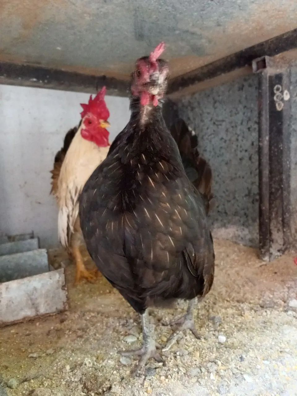 Garnize serama - Foto 2