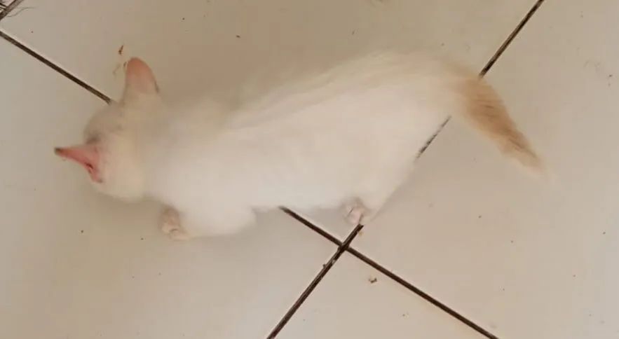 Gato filhote - Foto 2