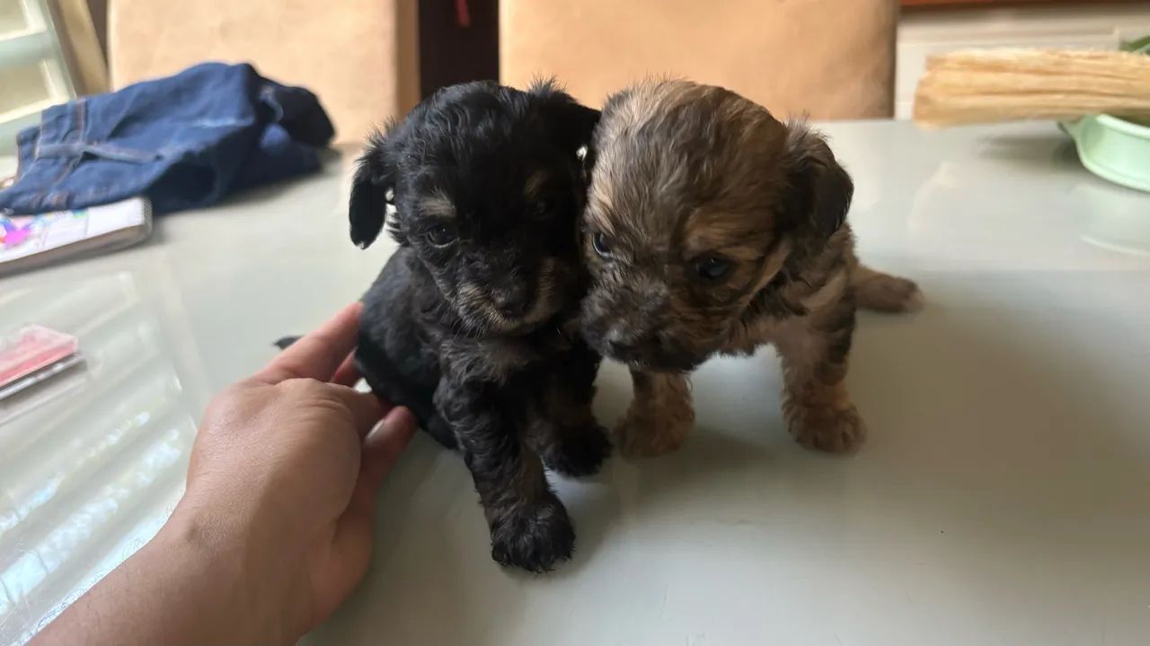 Filhote de cachorro  - Foto 2