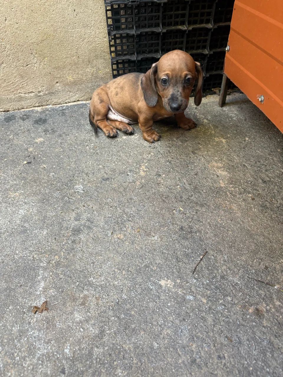 Cachorro - Foto 3