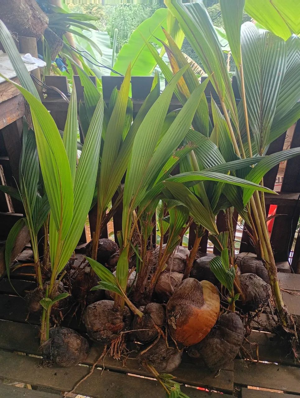 Mudas de coco amarelo  - Foto 3