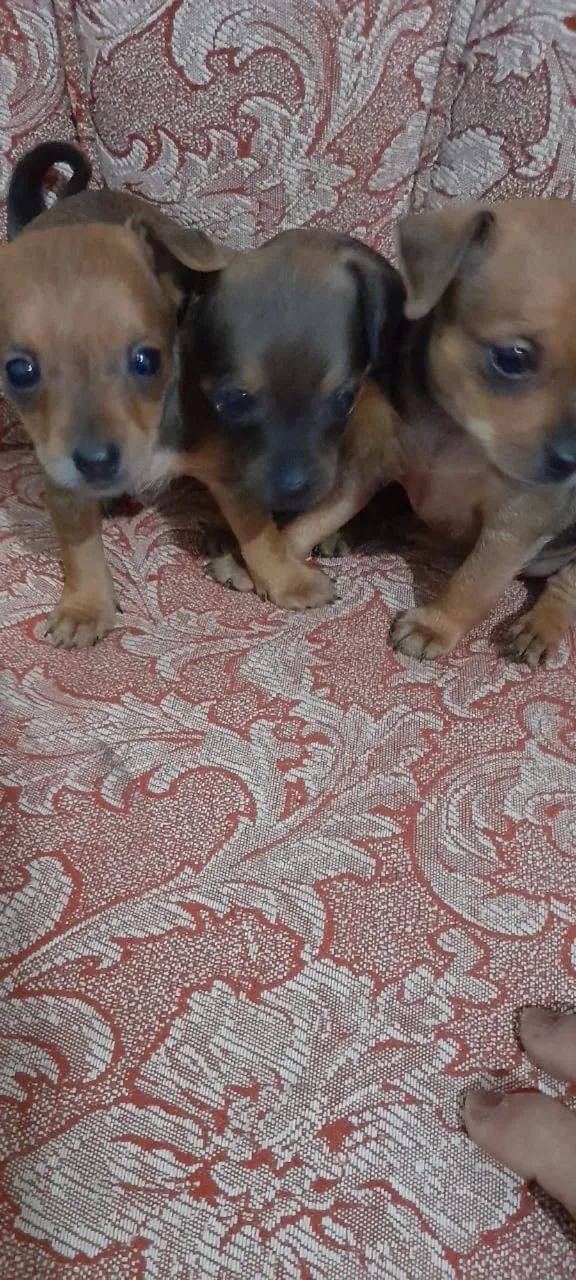 Pinscher com 60 dias vacinado 