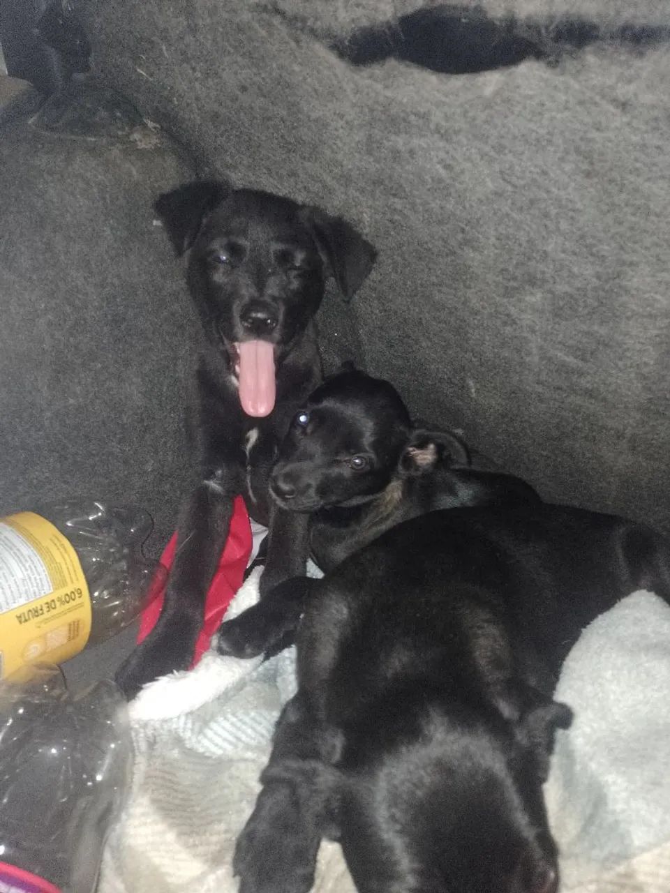 Macho - Porte M/G - 2,5 meses - Labrador + Fila