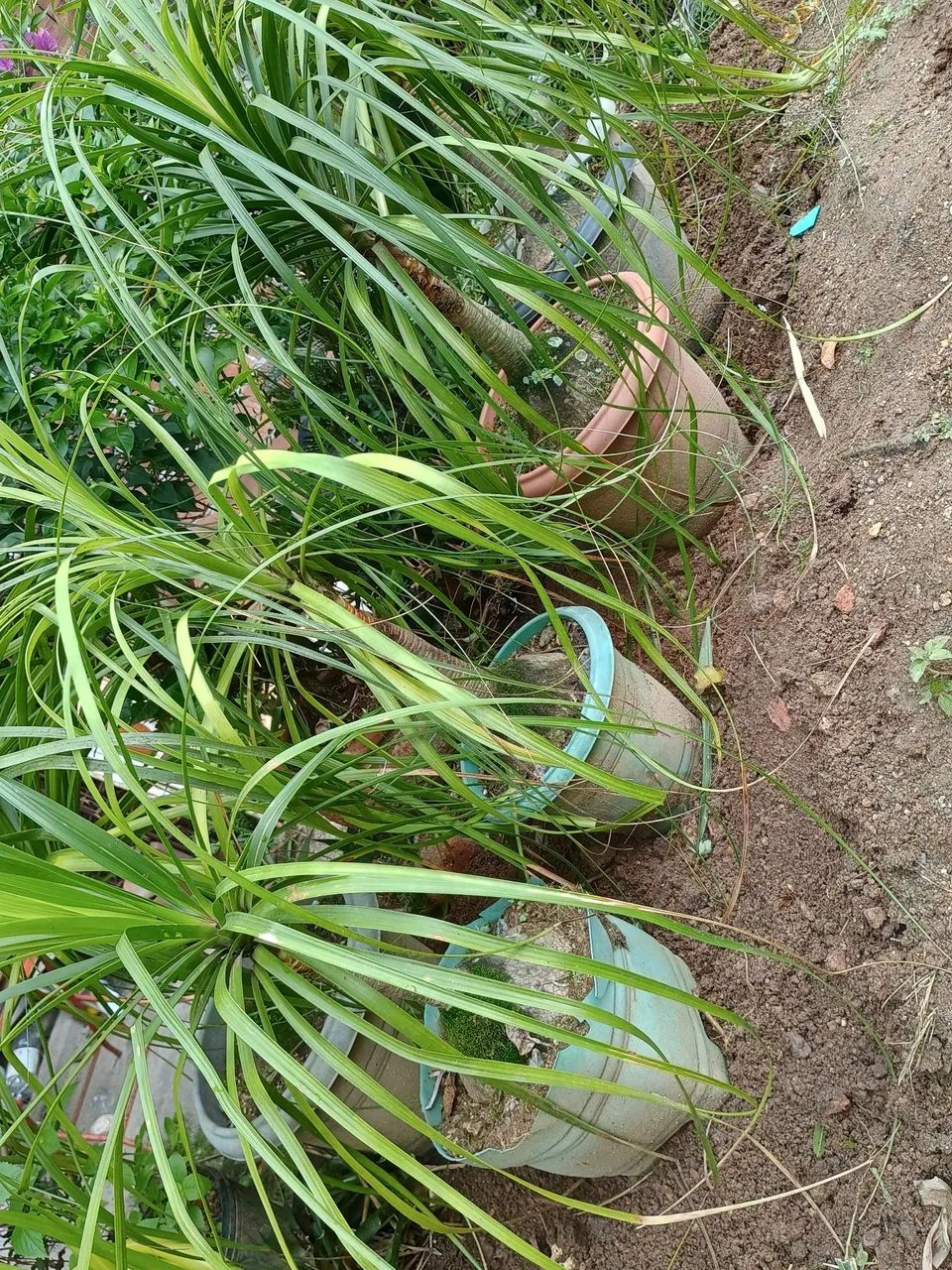 Lindas plantas pata de elefante. - Foto 2