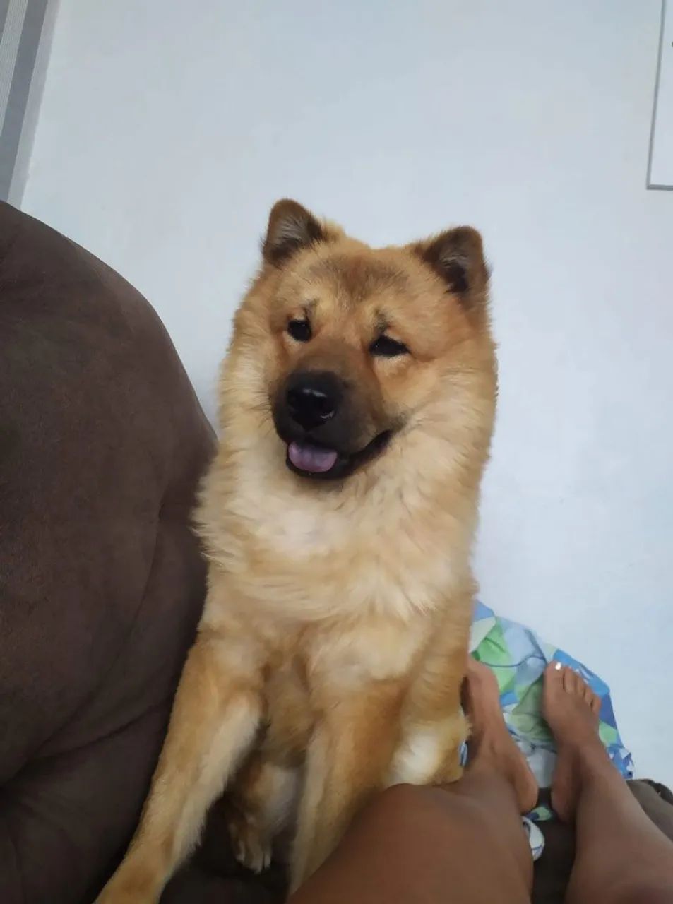 Chowchow lindo - Foto 4