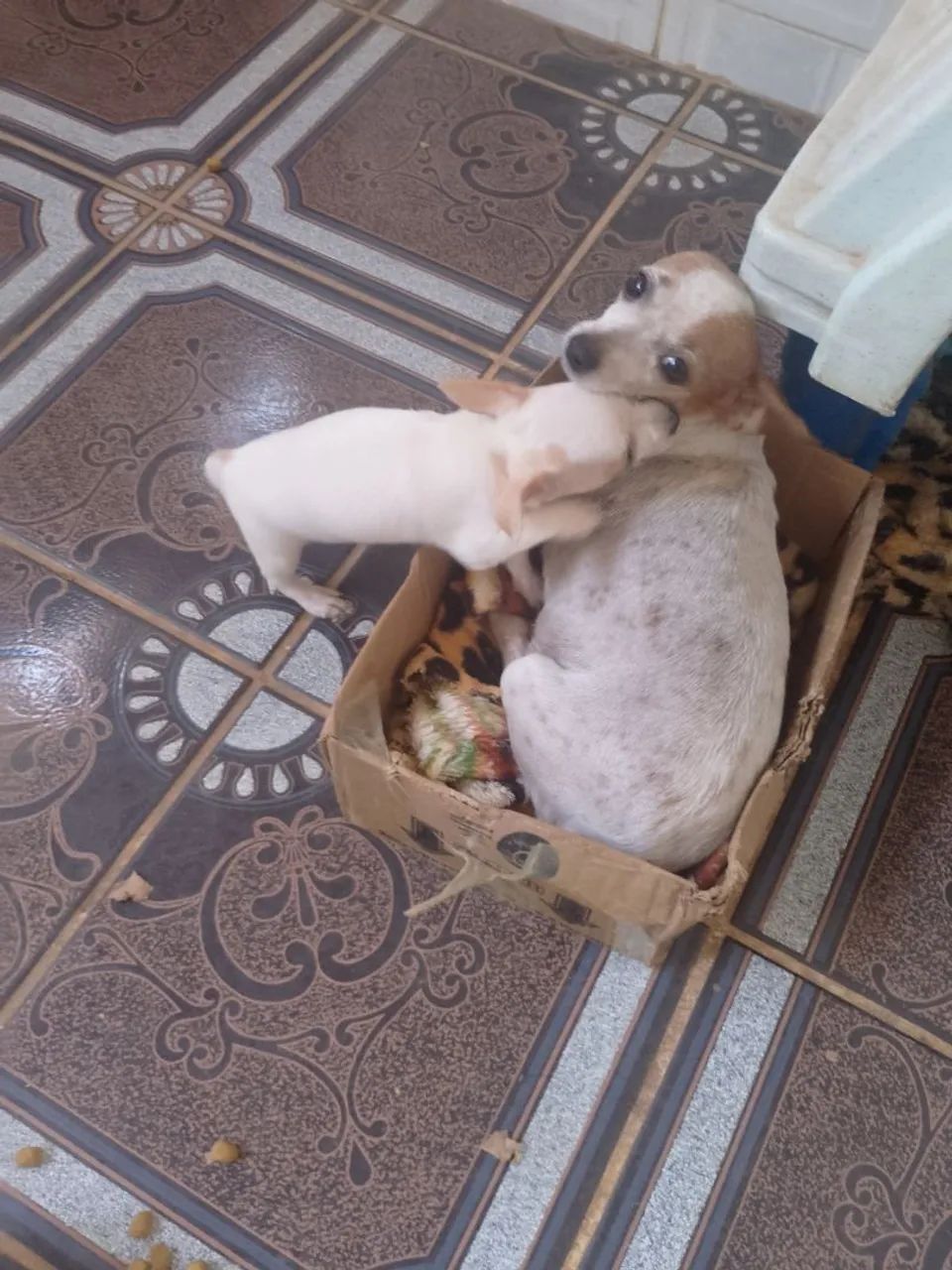 Pinscher 0 - Foto 5