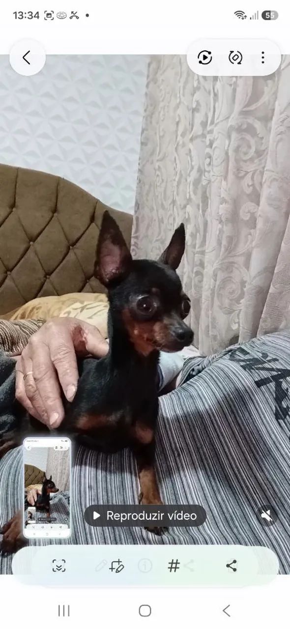 Animais d estimaçao - Foto 5