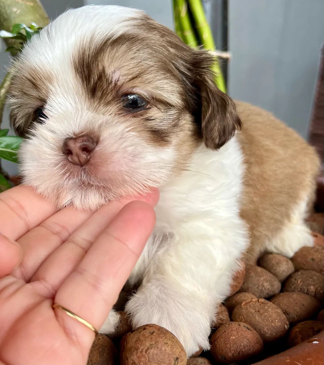 Shih Tzu - Foto 5