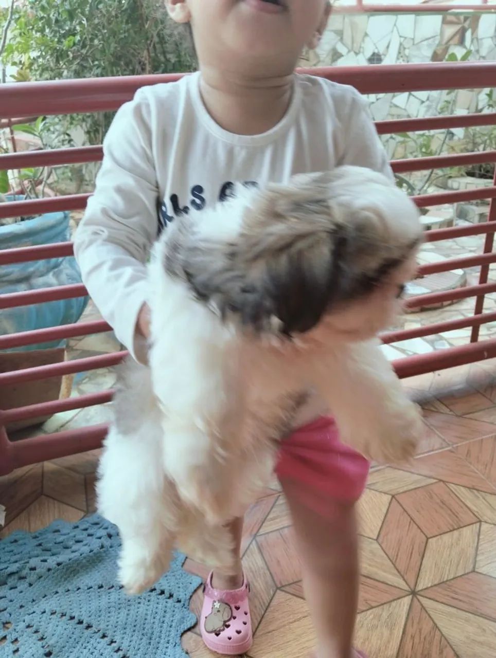 Cachorro shitzu  - Foto 2