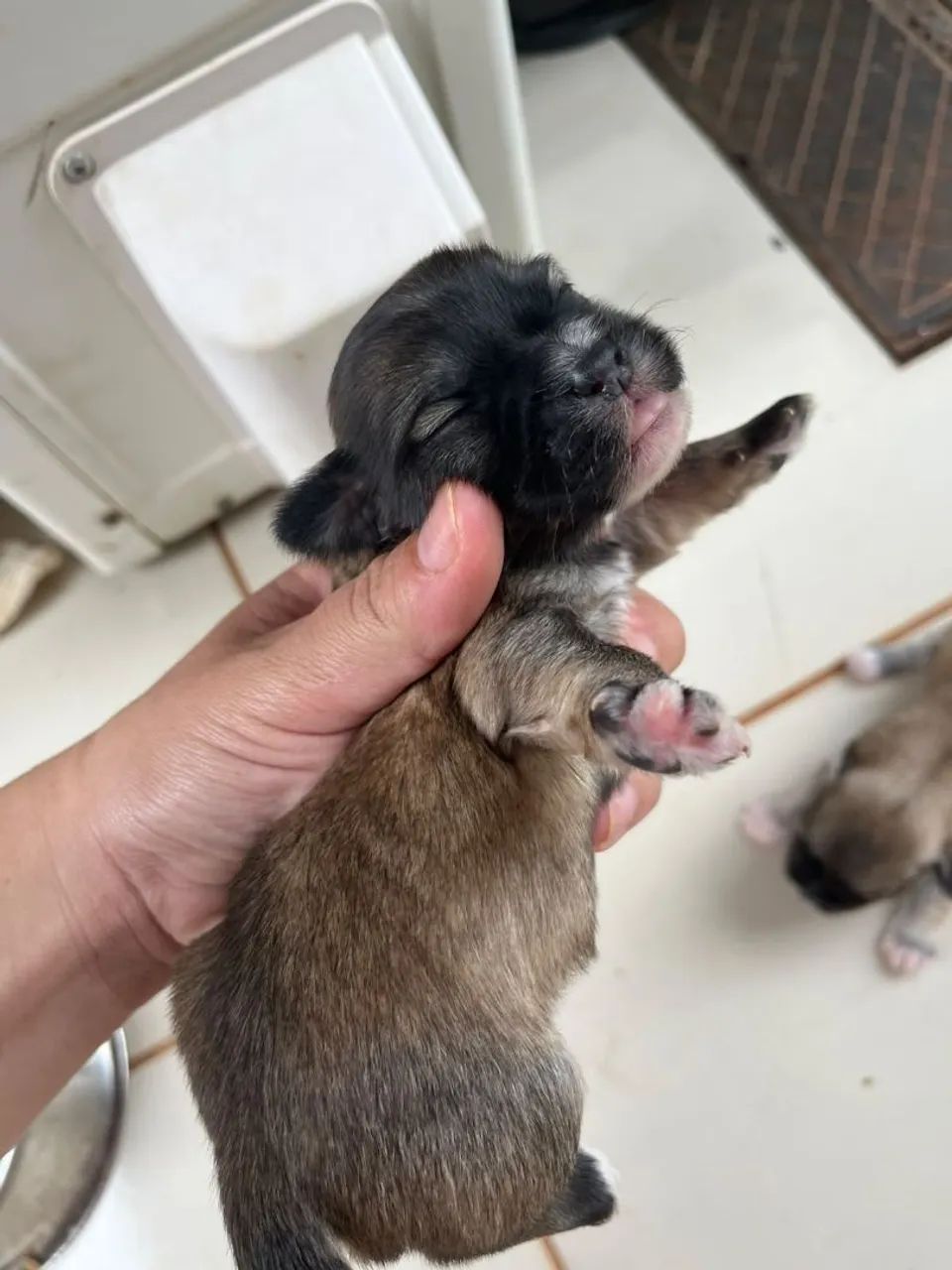 Lhasa Apso  - Foto 4