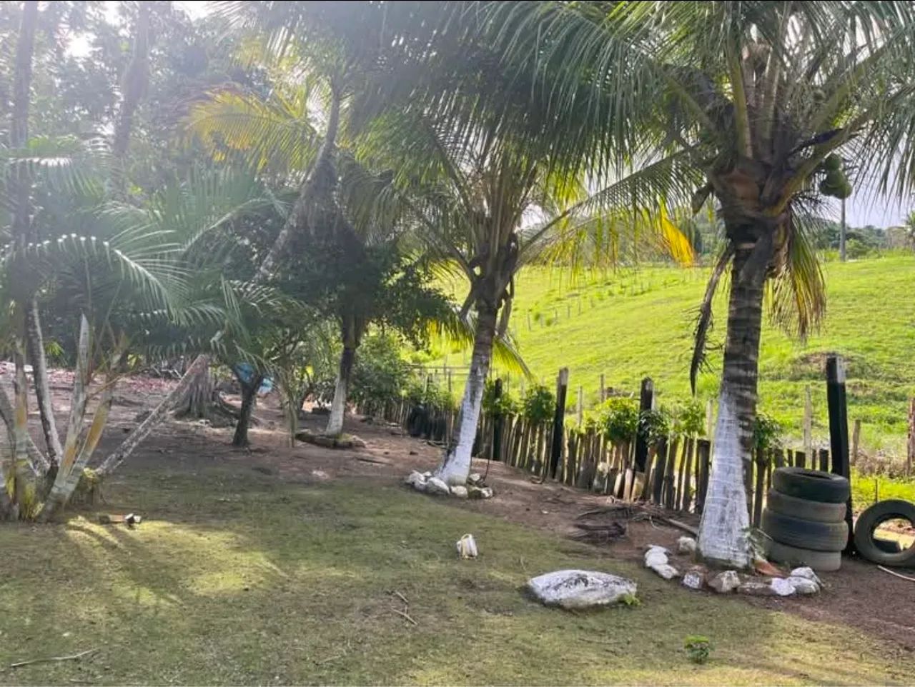 Vende - se sítio na Palmeira dos Góes - Itagi  - Foto 5