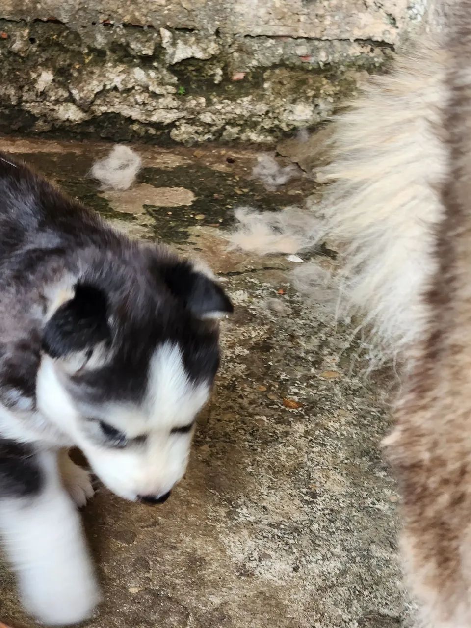 Husky siberiano puro! - Foto 6