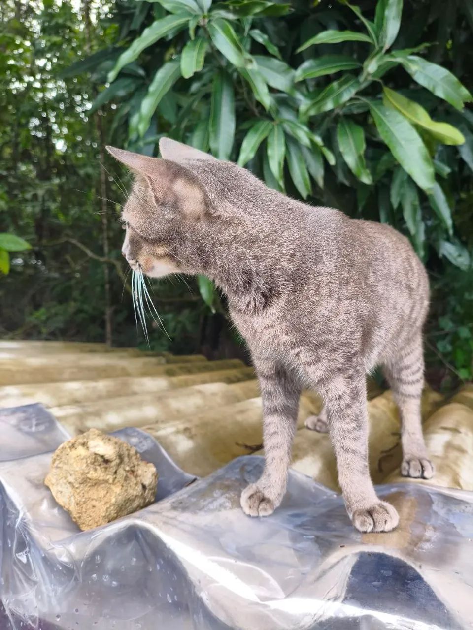 Gatinha castrada para adoção responsável  - Foto 4