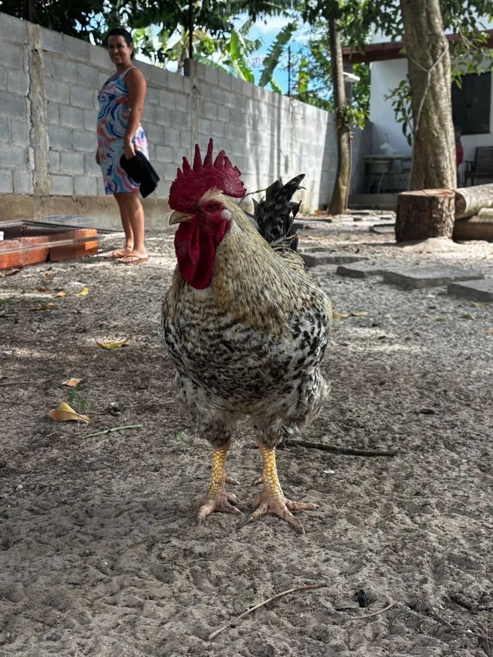 Galinha , pintos , frangas , marrecos , porquinhos da índia  - Foto 3