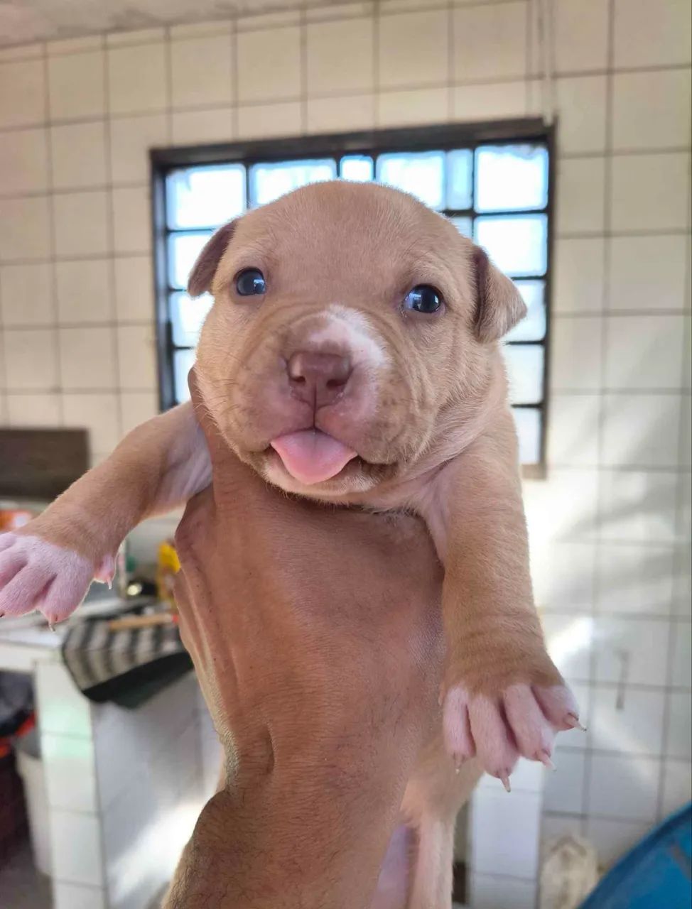 Doação de american bully  - Foto 3