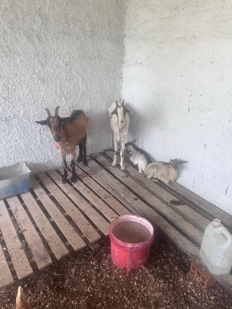Cabras leiteira e filhote  - Foto 3