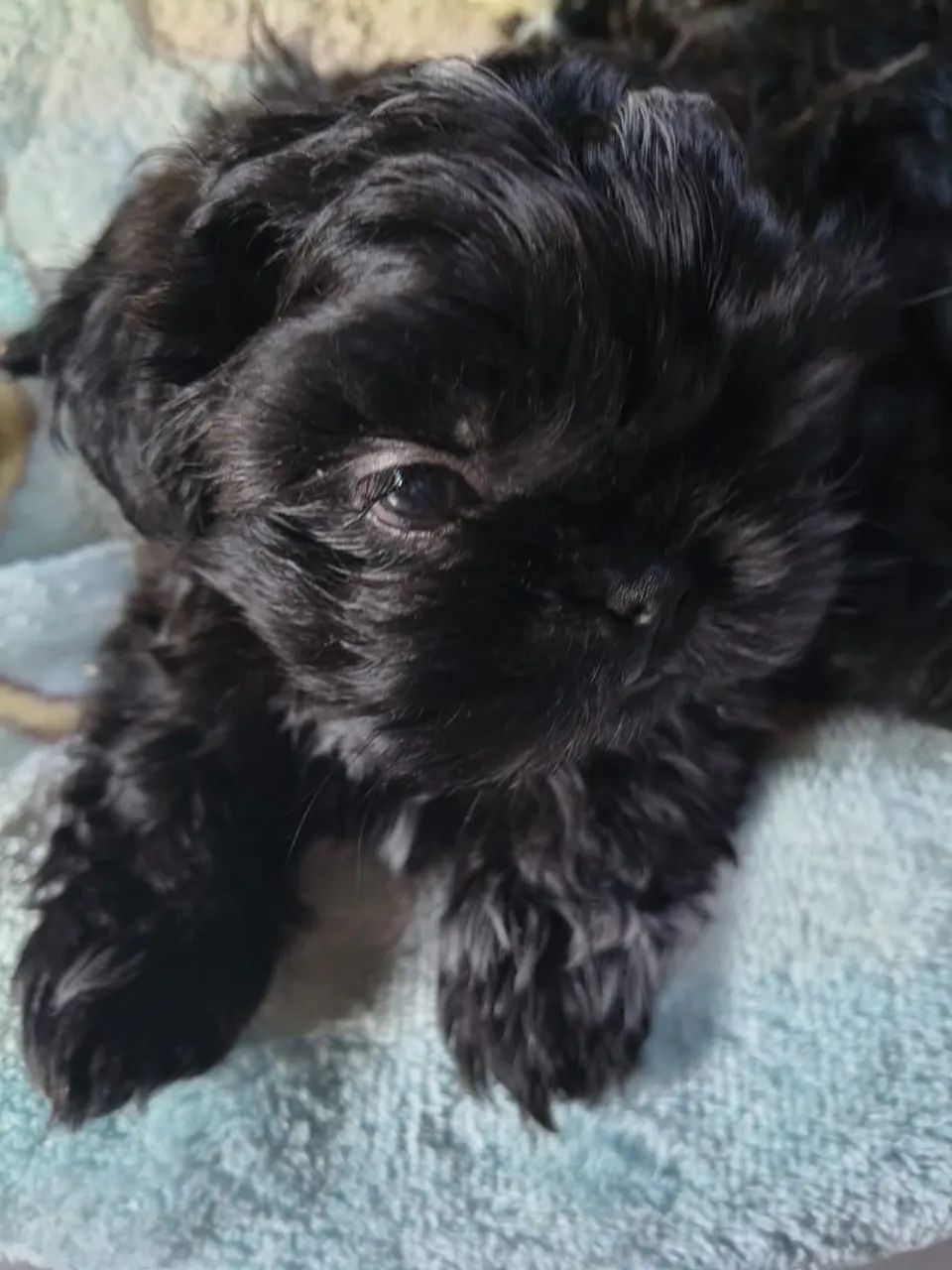 Shitzu black macho - Foto 2