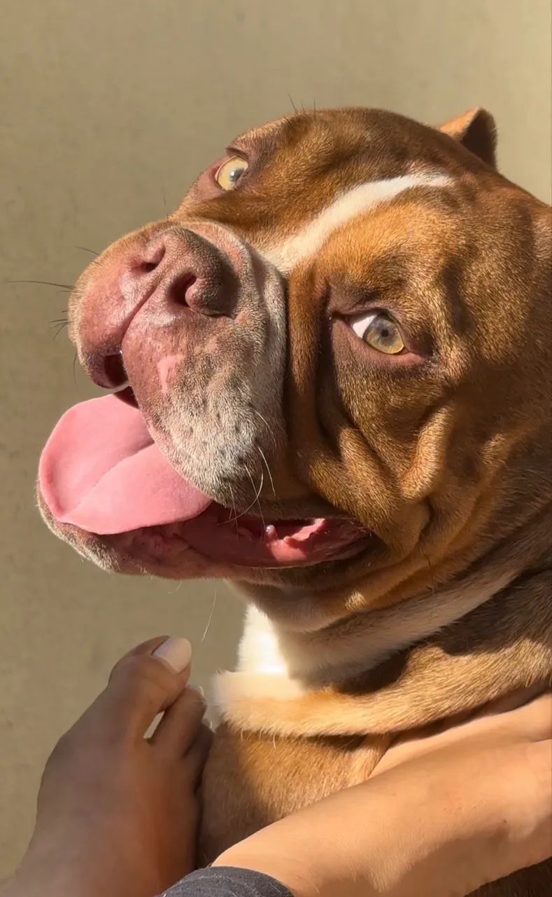 Cachorro - Foto 4