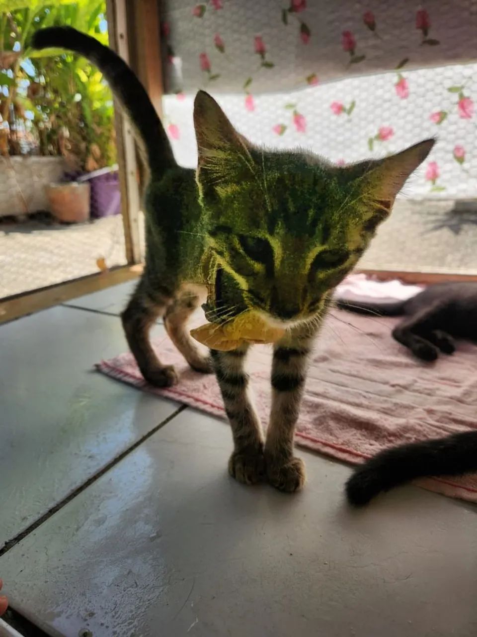 Adoção  - Foto 3
