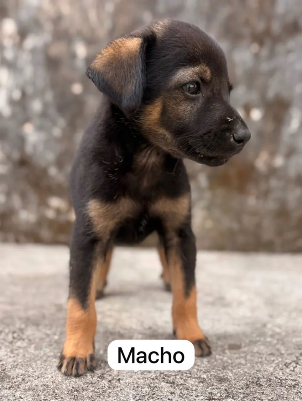 Doação de filhotes de cachorro - Foto 4