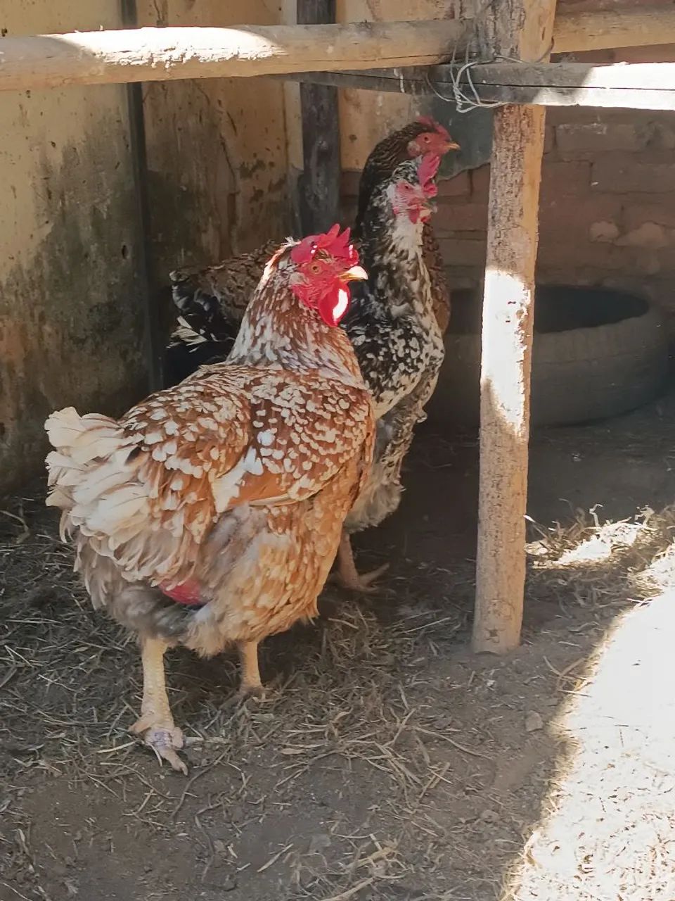 galinhas balão, gsb 