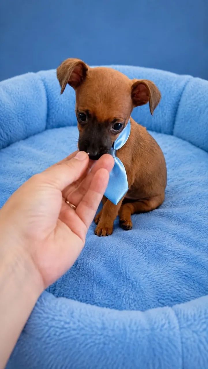 Pinscher miniatura macho  - Foto 2