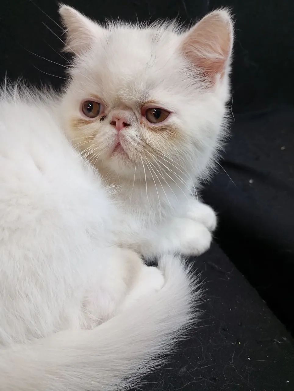 Filhotes de gatos persa exótico branco  - Foto 3