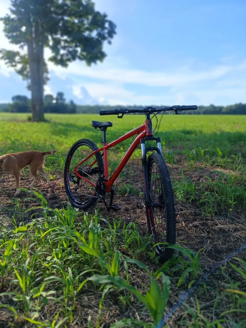 Bicicleta Lotus aro 29 21 marcha - Foto 3