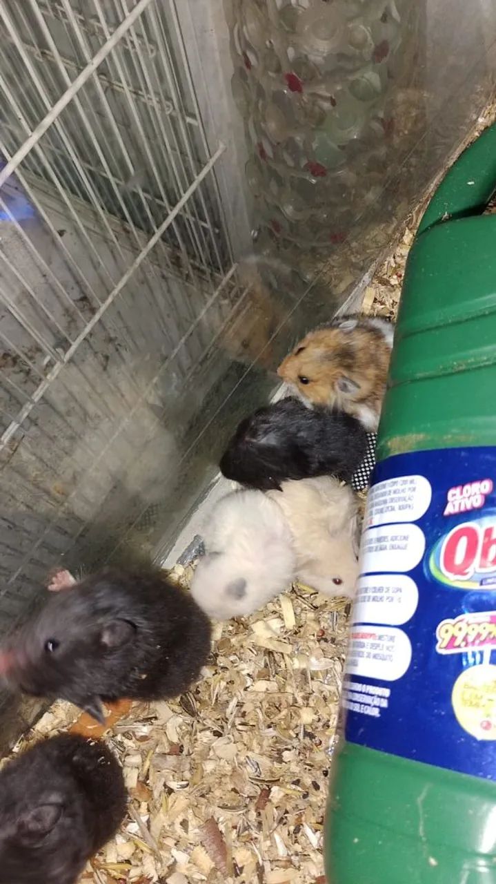 Vende-se filhote de hamster 
