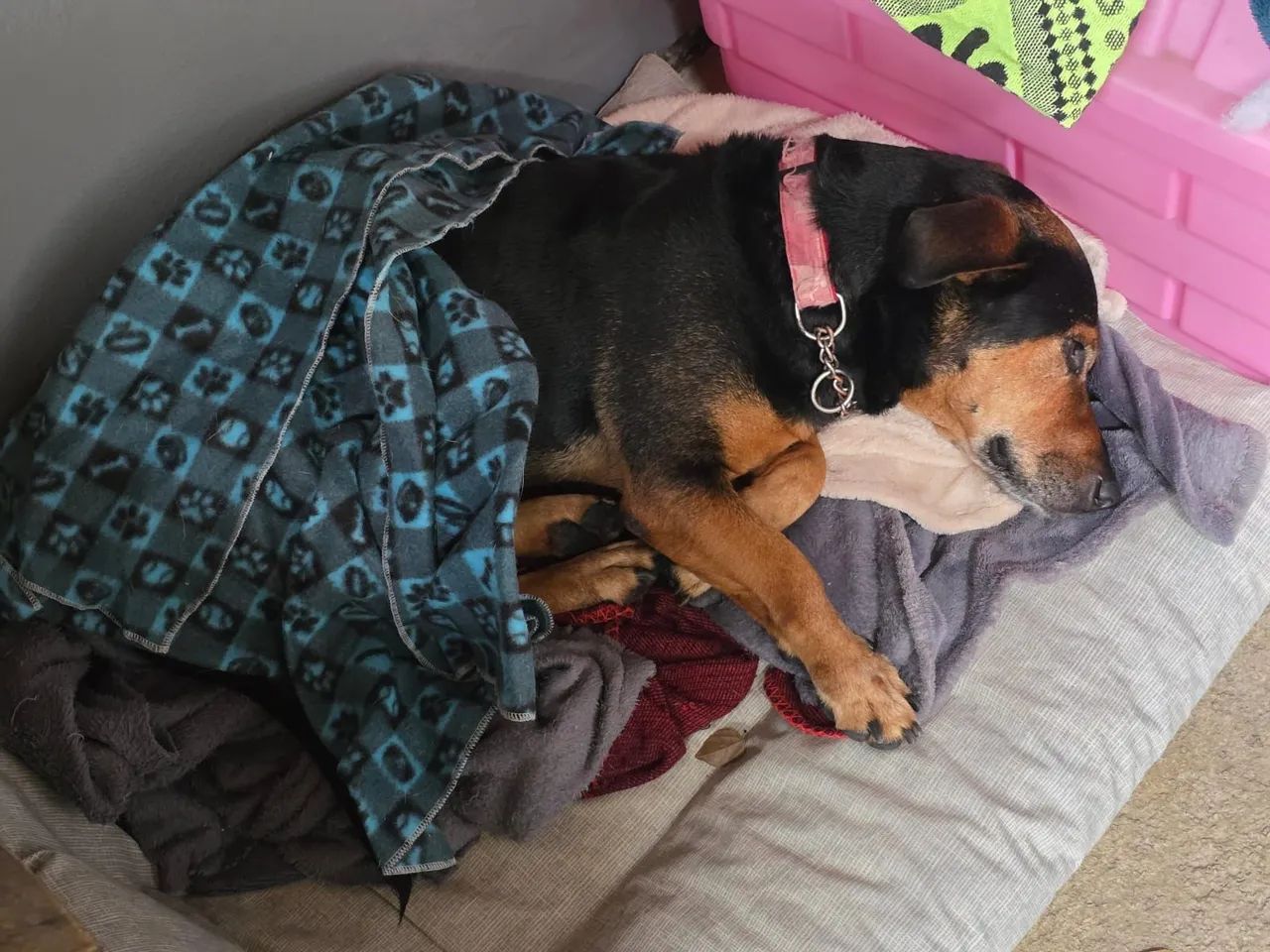 Adoção cachorro - Teddy - Foto 4