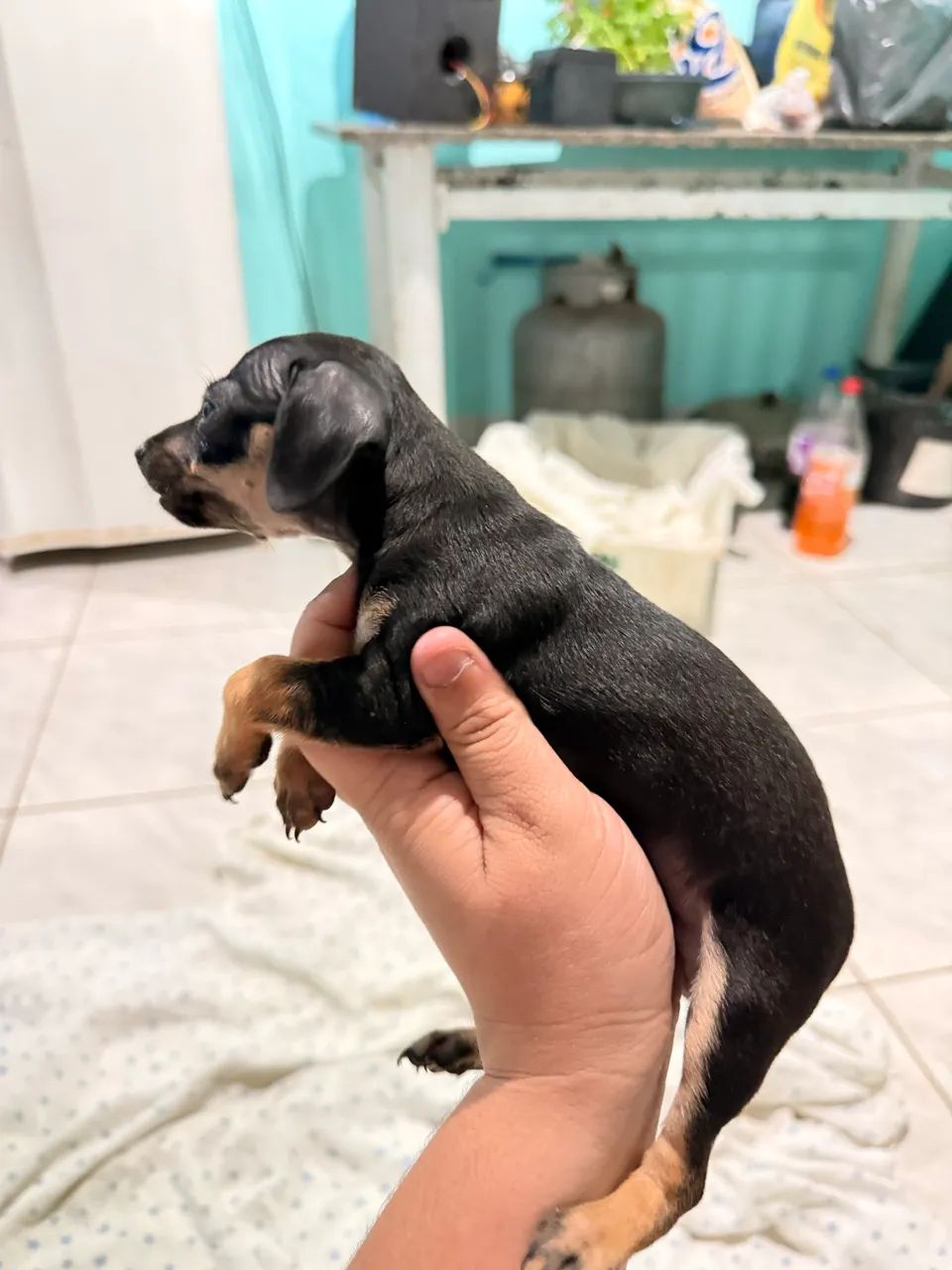 Pinscher 1 - Foto 3