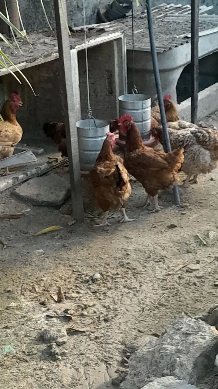 Galinhas 