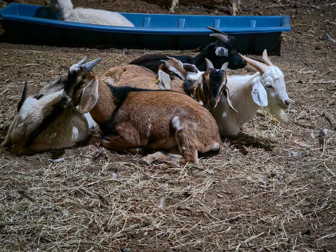 Cabrito, cabra, bode - Foto 2