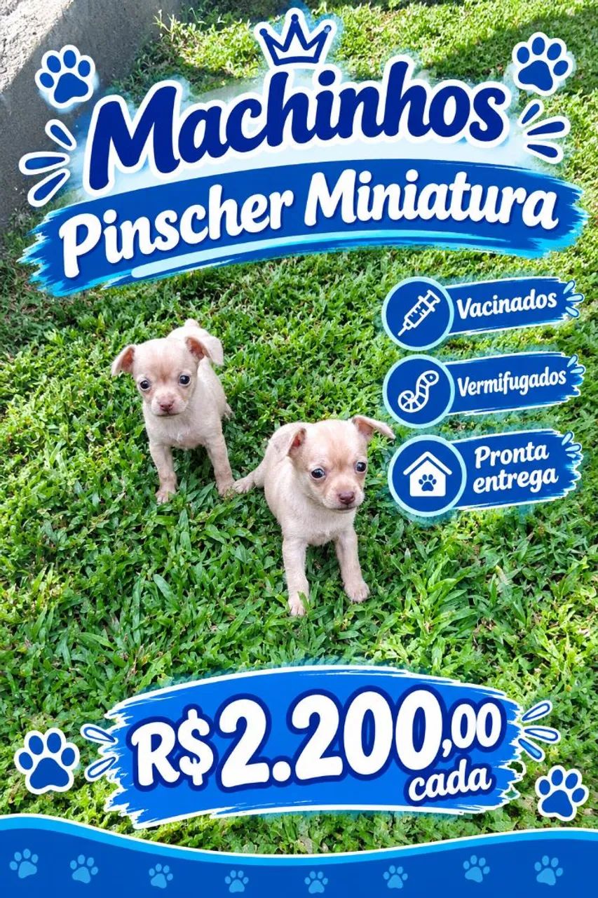 PINSCHER MINIATURA  - Foto 4