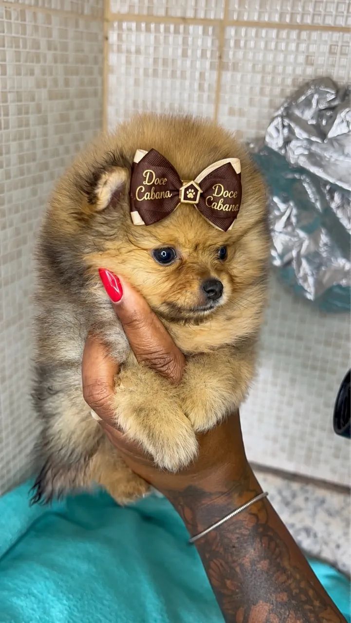 Spitz alemão - Foto 2