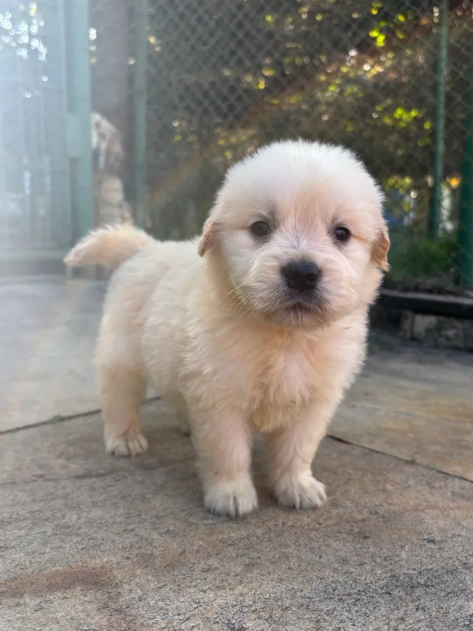 Bebês Golden  - Foto 3