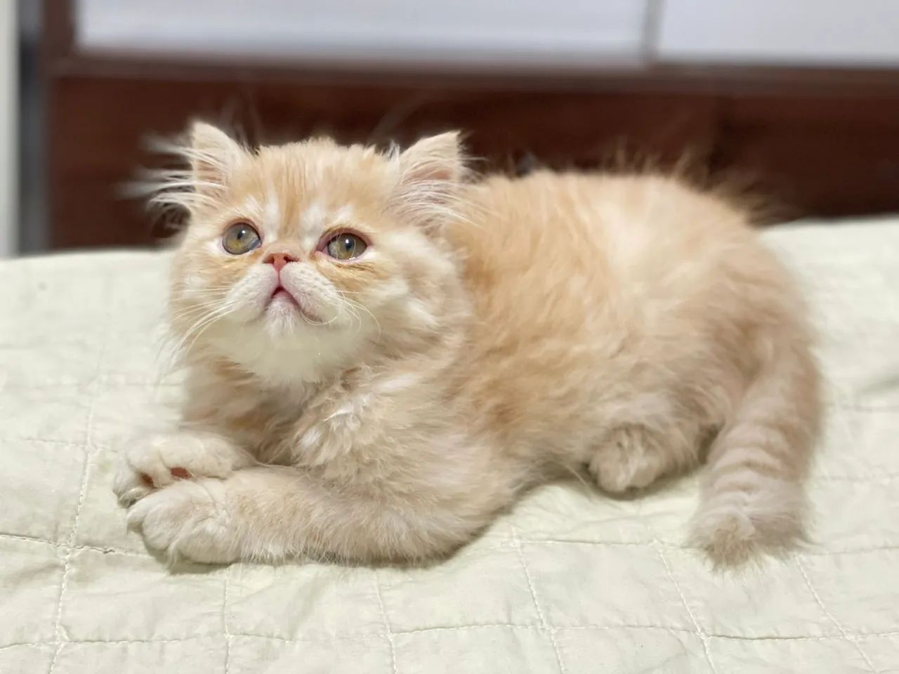 Gato persa filhote show - Foto 2