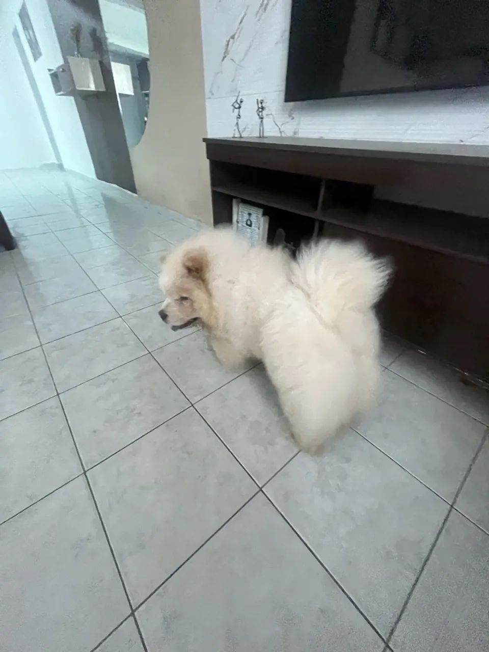 Chow chow americano  - Foto 4