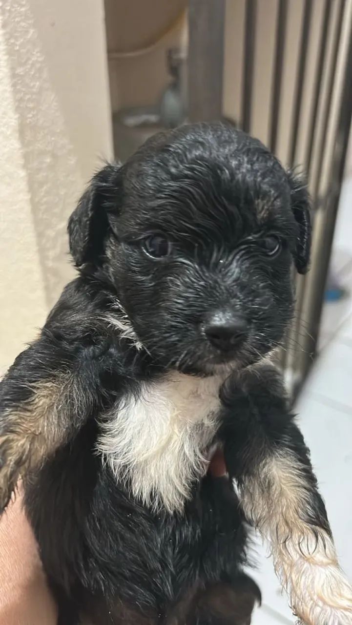 Vendo filhotes de poodle 2 - Foto 2