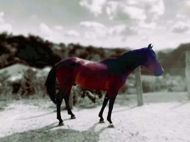 Cavalo Marchador