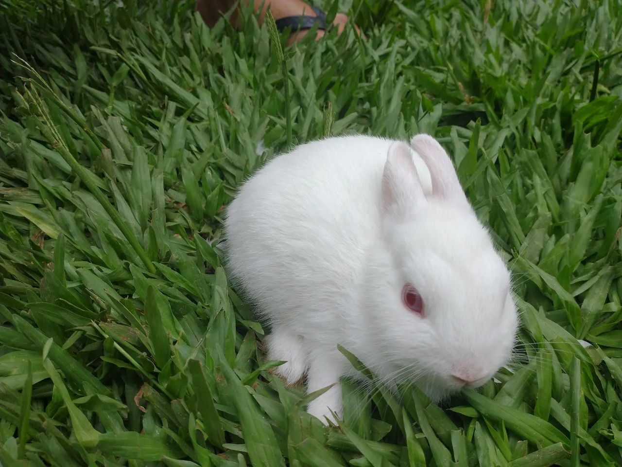 Vendo coelho Netherlands Branco filhotes