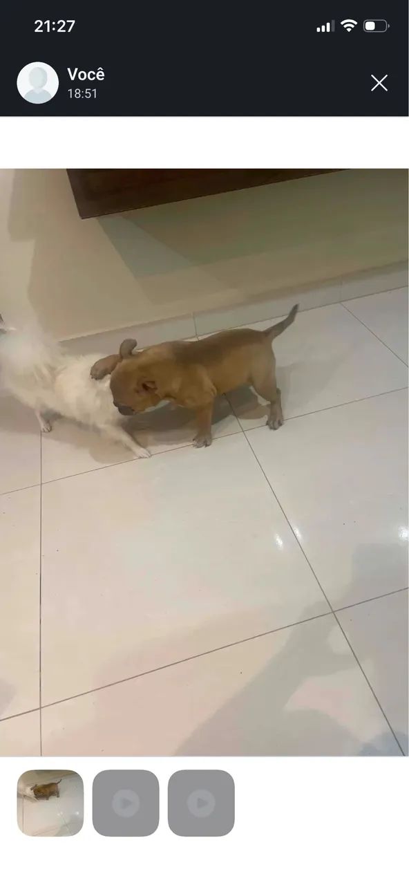 American bully - Foto 2