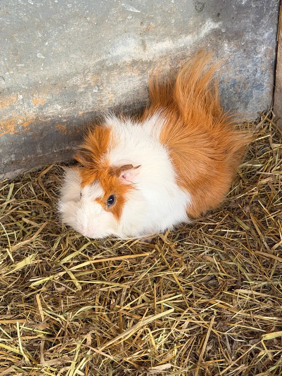 Porquinhos da índia diversas raças 50 cada machos e fêmeas  - Foto 6