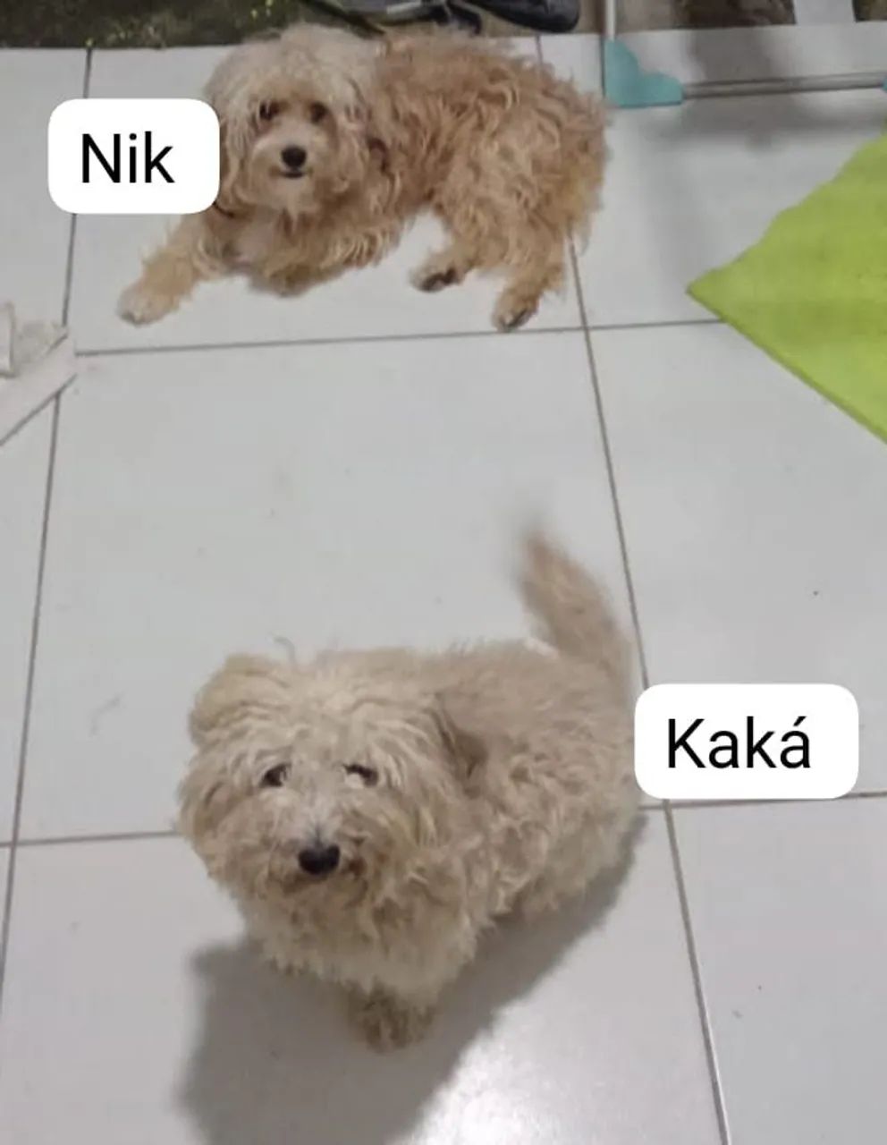 Vende - se  Filhotes de Poodle 