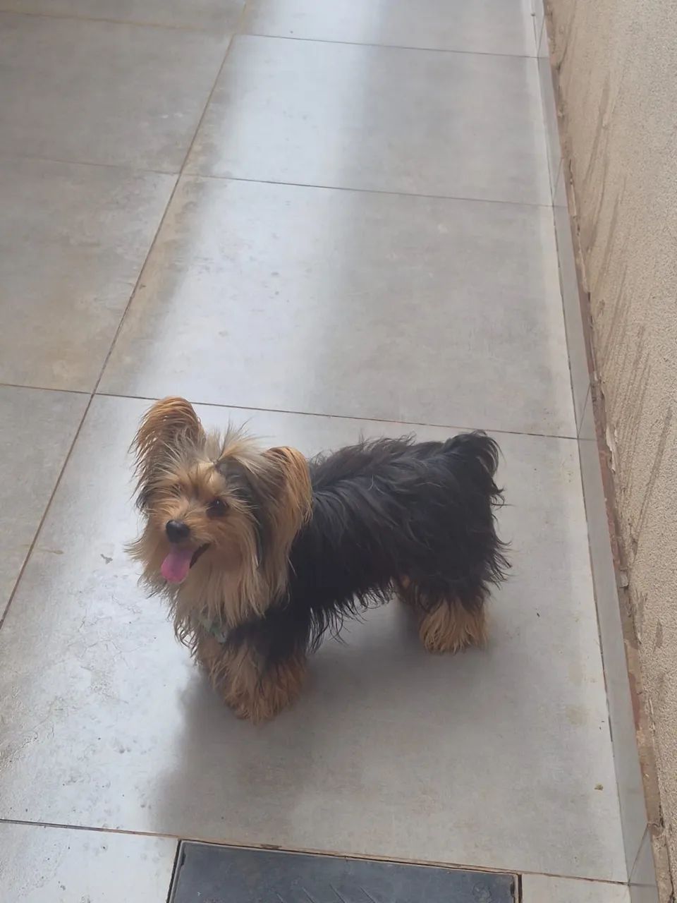 Yorki Micro - Foto 4