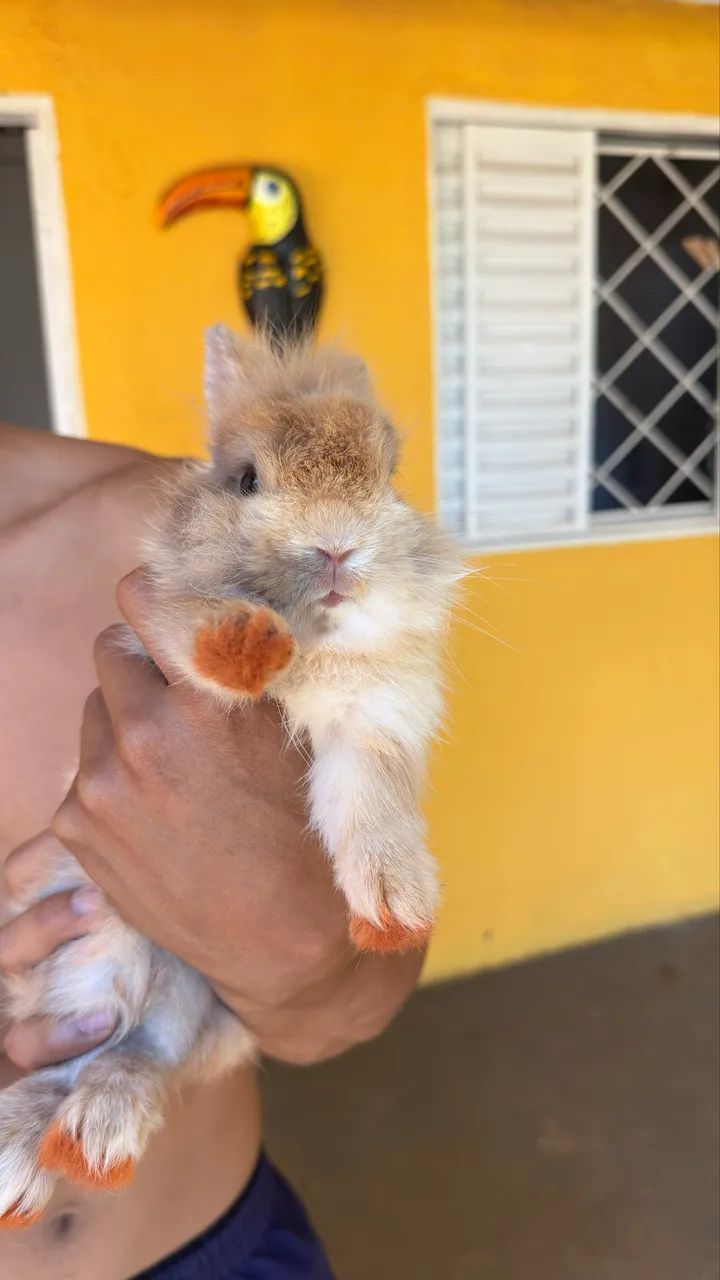 Vende-se coelho filhote mini lion - Foto 2