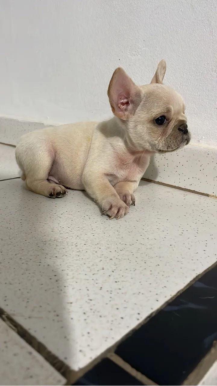 Bulldog francês  - Foto 4