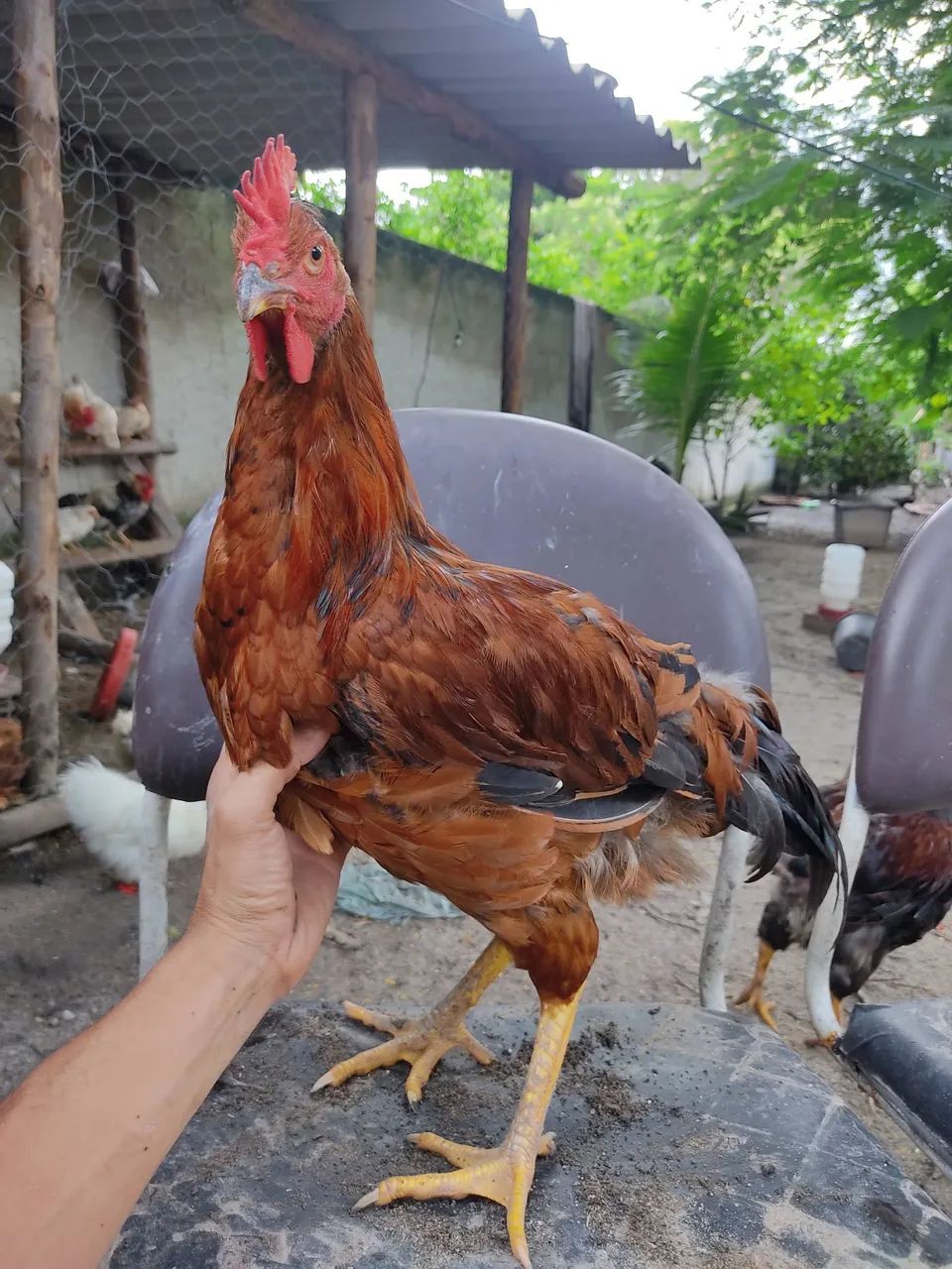 Vendo Frangos Caipira - Foto 2