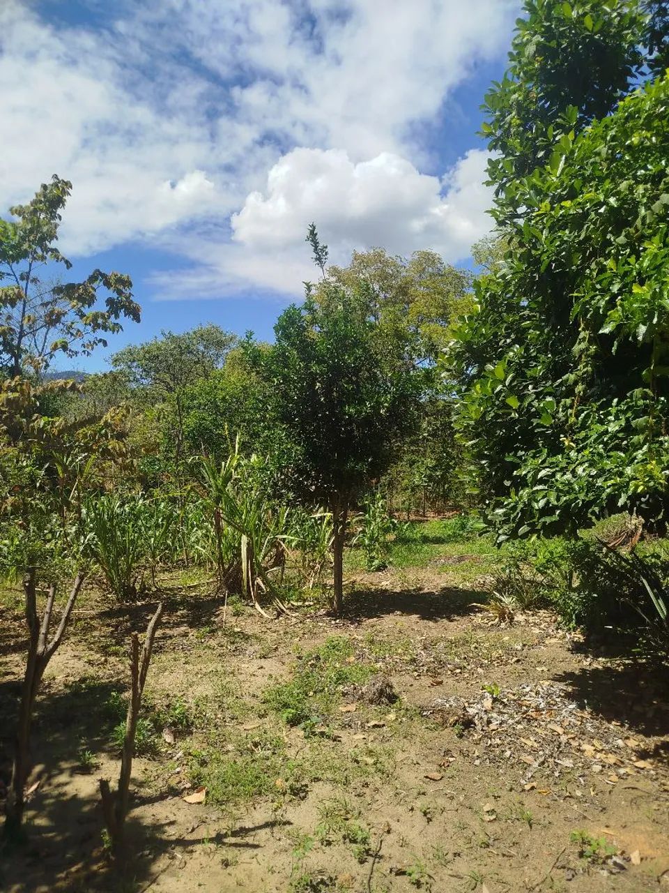 Sítio lagoinha - Nova Iguaçu - RJ - Foto 5